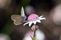 Butterfly feeding at Pink Flannel Flower