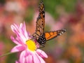 Butterfly feeding on Pink Mums Flower Royalty Free Stock Photo