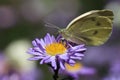 Butterfly feeding on purple flower Royalty Free Stock Photo