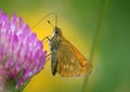 Butterfly feeding on purple flower Royalty Free Stock Photo