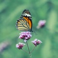 Butterfly feeding on purple flower Royalty Free Stock Photo