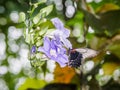 Butterfly feeding on Sky Clock Vine