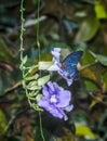 Butterfly feeding on Sky Clock Vine