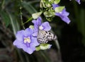 Butterfly feeding on Sky Clock Vine