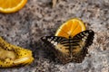 A butterfly feeding on a slice of orange Royalty Free Stock Photo