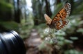 Butterfly feeding on white flower in forest with camera lens in foreground Royalty Free Stock Photo