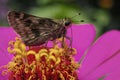 A butterfly feeds on a Zinnia flower.