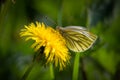 Green-veined White butterfly feeds on the edge of a dandelion