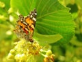 Butterfly feeds on linden pollen