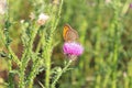 The butterfly feeds on thistle nectar