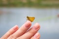 Butterfly on a female hand on a background of nature. Background. Royalty Free Stock Photo