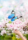 Butterfly on female hand and beautiful pink magnolia Royalty Free Stock Photo