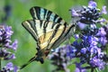 Butterfly, field, lavander