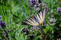 Butterfly, field, lavander, vegetation, flora, grass, insect, nature, meadow, green, yellow, flower, b