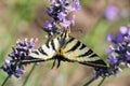 Butterfly, field, lavander, vegetation, insect, medow