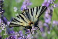 Butterfly, field, lavander, vegetation, insect, medow