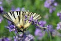 Butterfly, field, lavander, vegetation, insect, medow