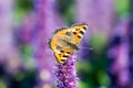 Butterfly on field summer flower, Royalty Free Stock Photo