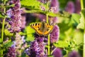 Butterfly on field summer flower, Royalty Free Stock Photo