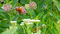 Butterfly in a field of wildflowers