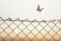 Butterfly finds freedom towards nature by overcoming a wire mesh Royalty Free Stock Photo