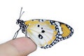 Butterfly on finger Royalty Free Stock Photo