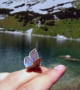 Butterfly at the finger Royalty Free Stock Photo