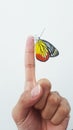 Butterfly on finger Royalty Free Stock Photo