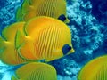 Butterfly fish