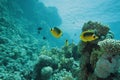 Butterfly fish Royalty Free Stock Photo
