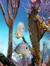 Butterfly fish Royalty Free Stock Photo