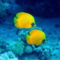 Butterfly fish Royalty Free Stock Photo