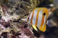 Butterfly Fish Royalty Free Stock Photo