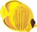 Butterfly fish