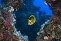 Butterfly fish