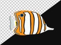 Butterfly fish with black and orange white stripes without background and on dark one Royalty Free Stock Photo