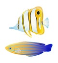 Butterfly fish and blue striped tamarin wrasse