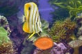 Butterfly Fish or can be known as butterfly ornamental fish