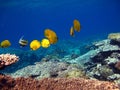 Butterfly fish Chaetodontidae. Masked butterfly fish.