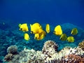 Butterfly fish Chaetodontidae. Masked butterfly fish.