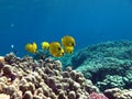 Butterfly fish Chaetodontidae. Masked butterfly fish.