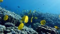 Butterfly fish. Chaetodontidae. Masked Butterfly Fish .