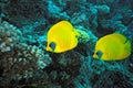 Butterfly Fish on the coral reef Royalty Free Stock Photo