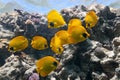 Butterfly Fish on the coral reef Royalty Free Stock Photo