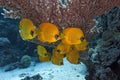 Butterfly Fish on the coral reef Royalty Free Stock Photo