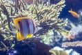 Butterfly fish in the dark water