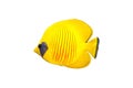 Butterfly fish isolated Royalty Free Stock Photo