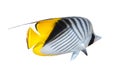 Butterfly Fish isolated on white background. Threadfin Butterflyfish with black, yellow and white stripes. Colorful tropical fish Royalty Free Stock Photo