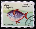 Butterfly fish Lampris regius the series Pelagic Fish, circa 1981