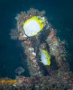 Butterfly Fish - Liberty Ship Artificial Reef